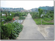 アスファルト舗装園路と農園