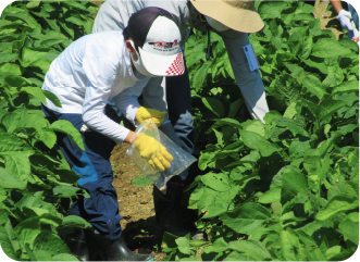 野菜栽培体験