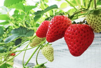いちごの写真