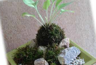 苔玉