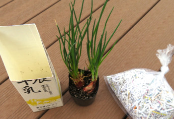 二十日ネギ植え付け体験