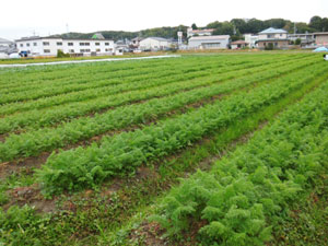 圃場の様子