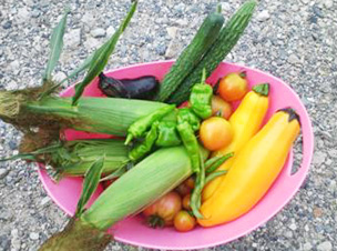 渡辺伸江さん収穫した野菜の写真